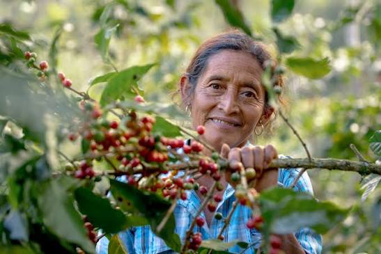Guatemala kahve hasatı